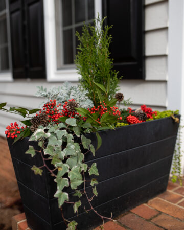 image of black rectangular planter with green and red plants for Christmas