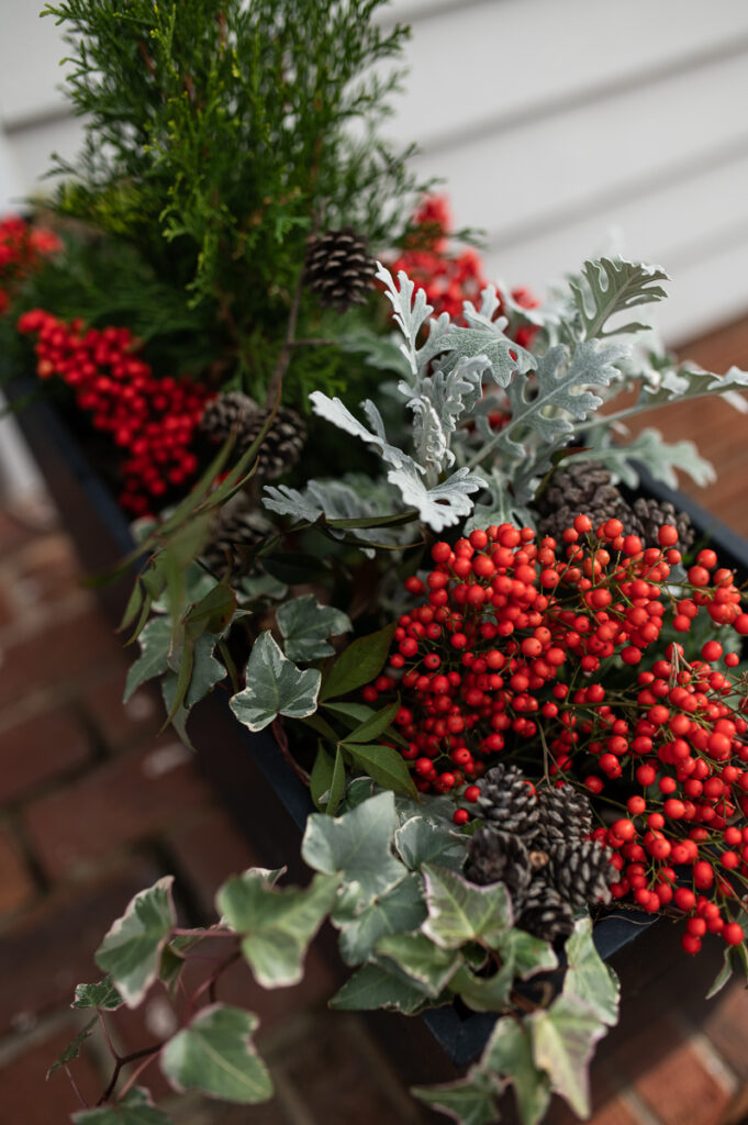 close up image of black rectangular planter with green and red plants and pinecones, decorated for Christmas