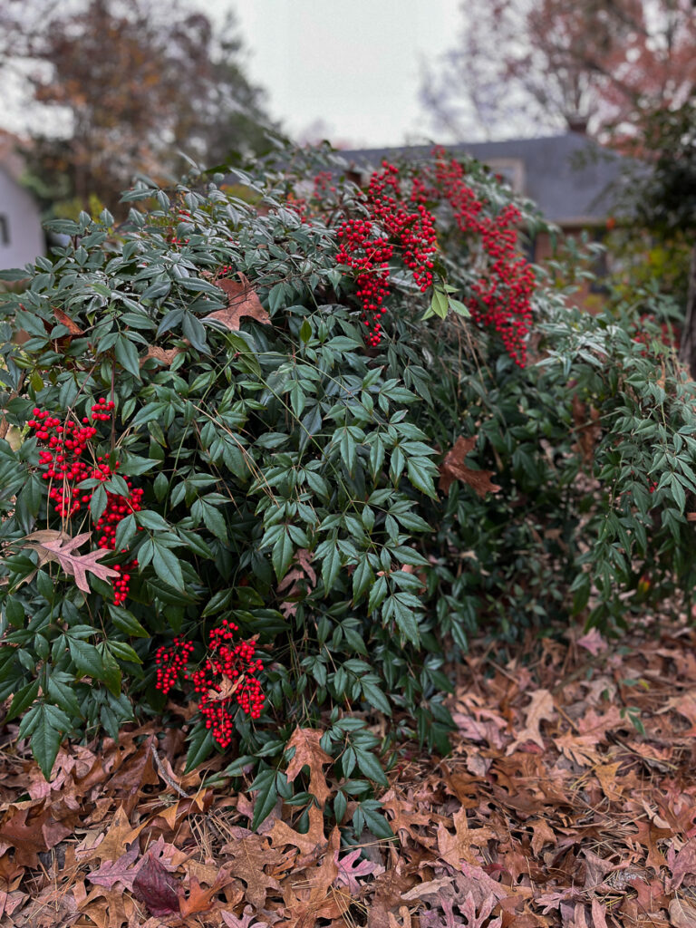 full view of Nandina bushes with red berries on them