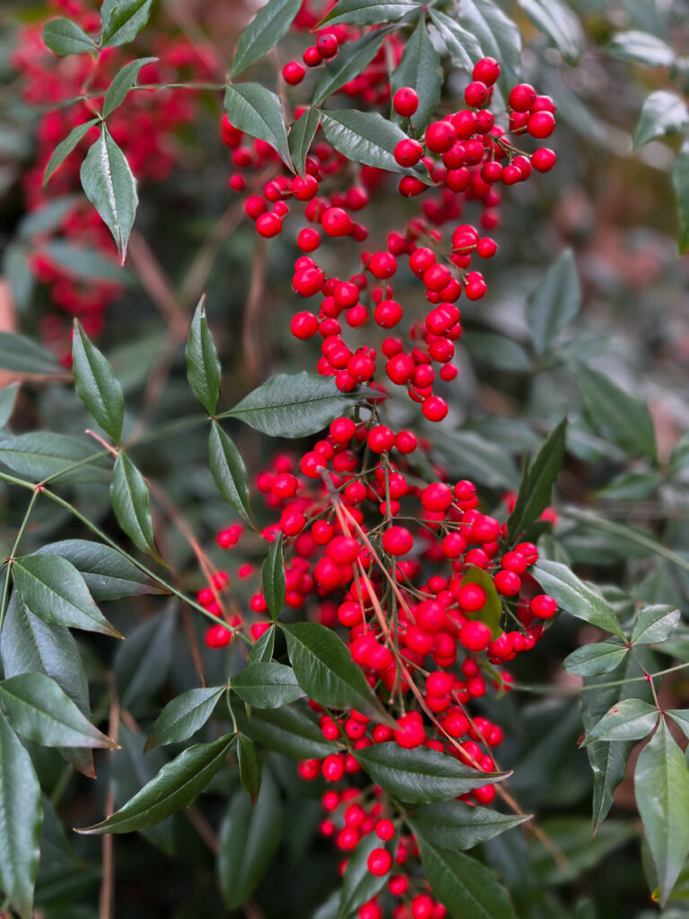 Close up of Nandina bushes with red berries on them